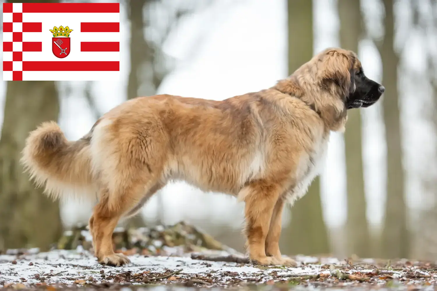 Read more about the article Leonberger breeders and puppies in Bremen