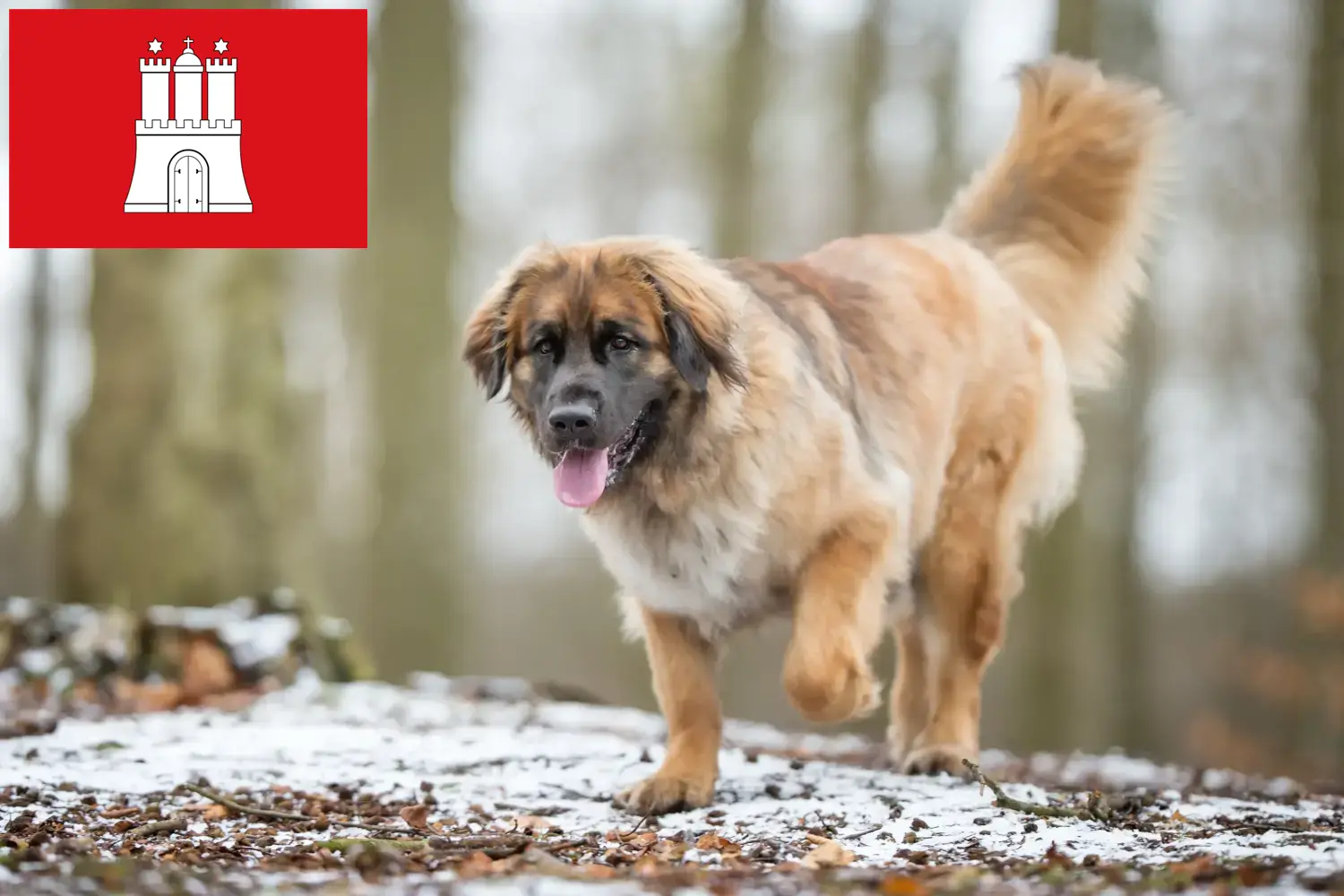 Read more about the article Leonberger breeders and puppies in Hamburg