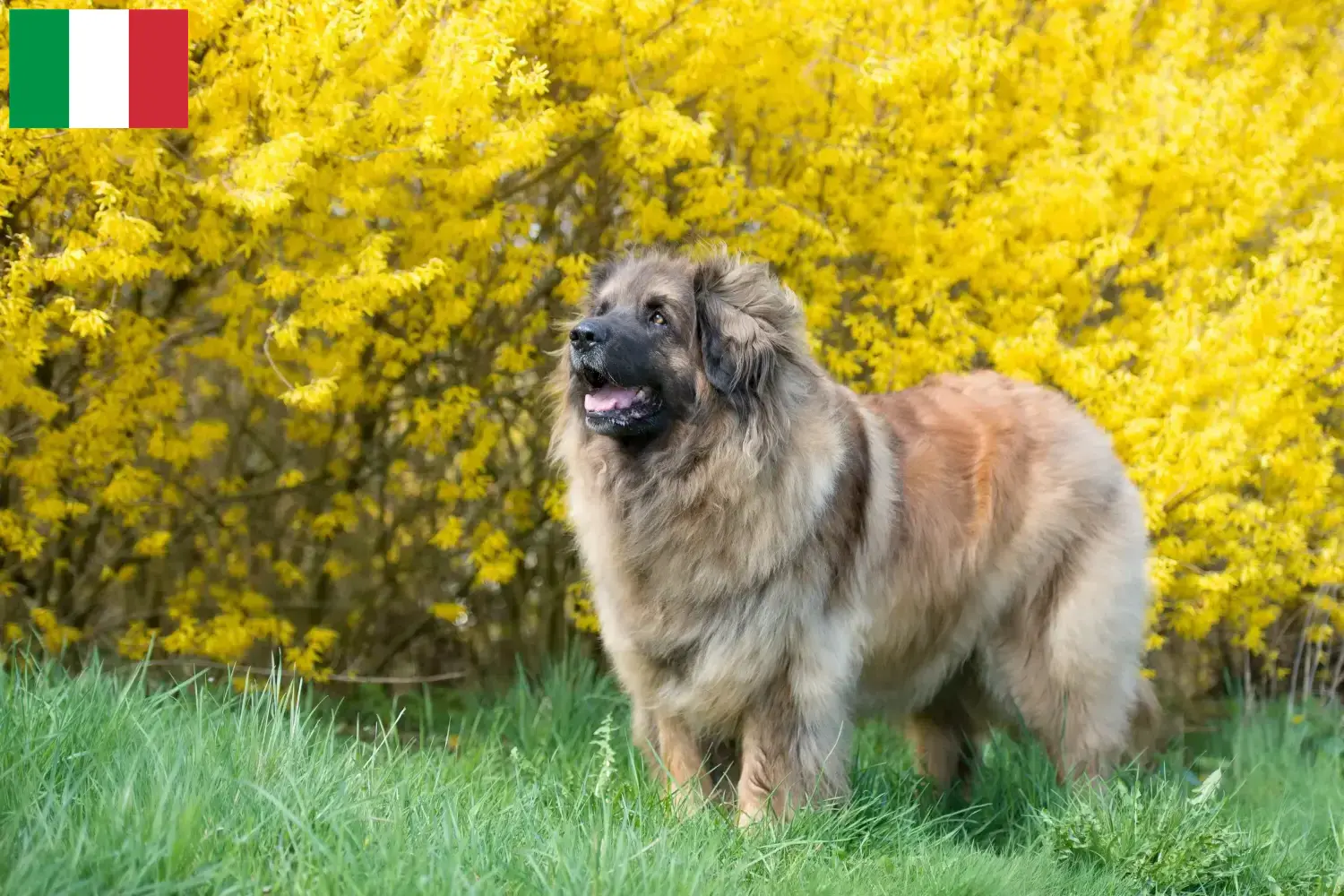 Read more about the article Leonberger breeders and puppies in Italy