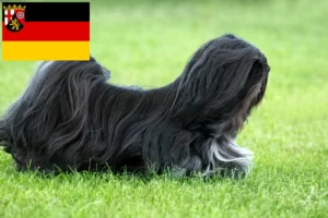 Read more about the article Lhasa Apso breeders and puppies in Rhineland-Palatinate