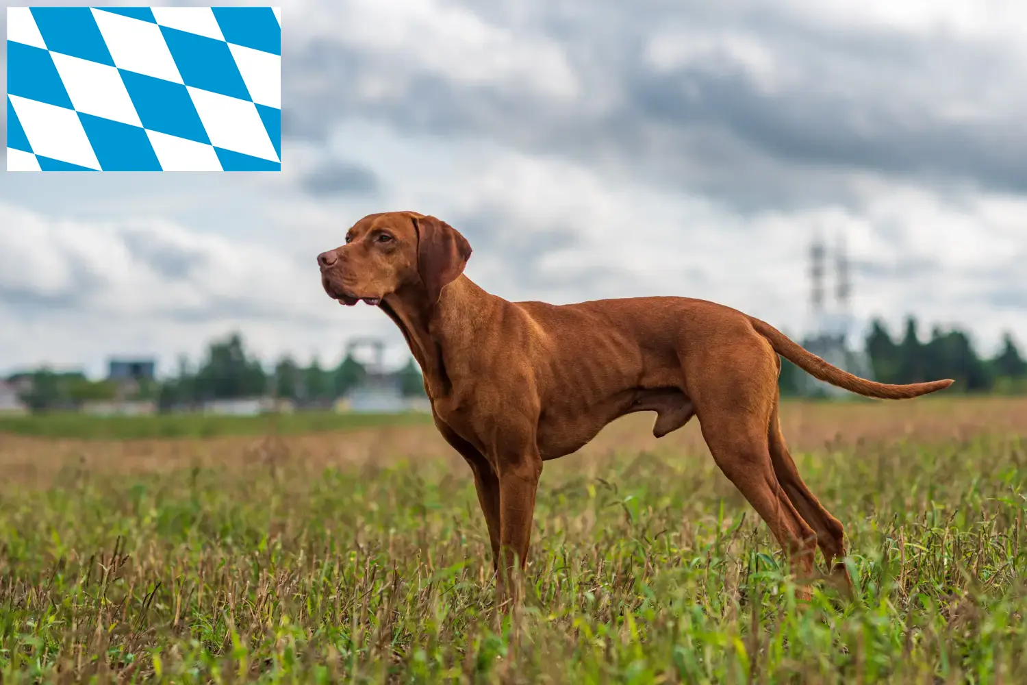 Read more about the article Magyar Vizsla breeders and puppies in Bavaria