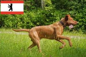 Read more about the article Magyar Vizsla breeders and puppies in Berlin