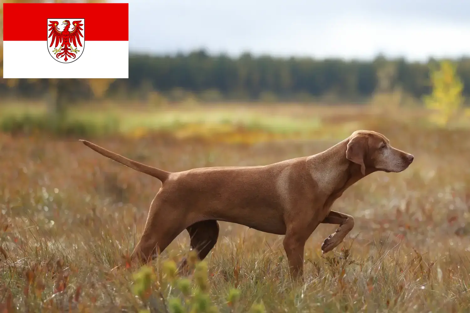 Read more about the article Magyar Vizsla breeders and puppies in Brandenburg