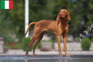 Read more about the article Magyar Vizsla breeders and puppies in Italy