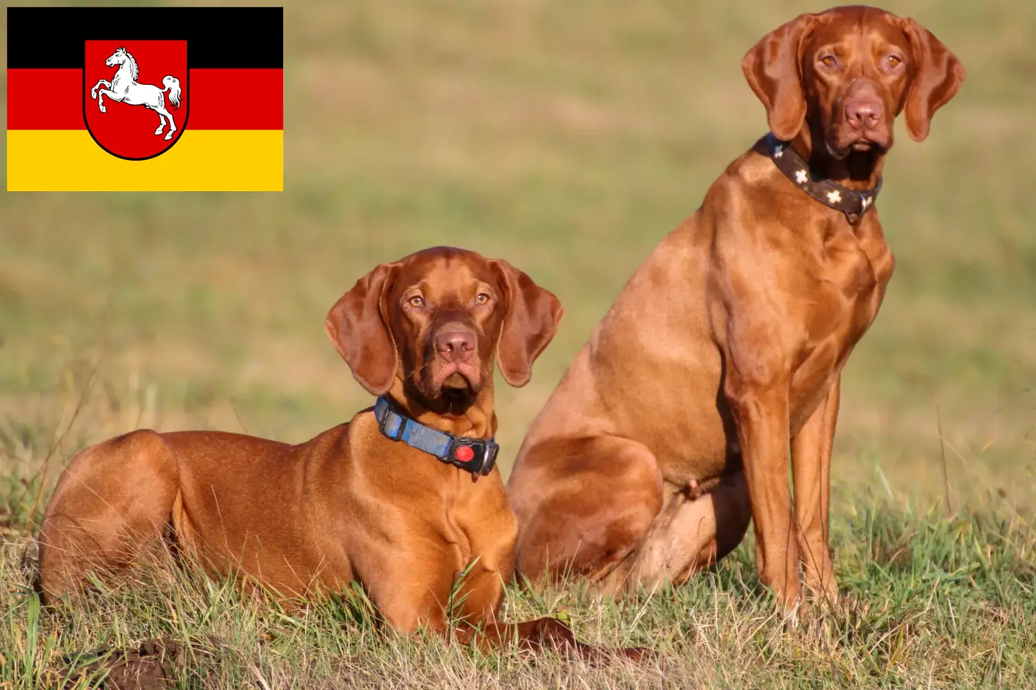 Read more about the article Magyar Vizsla breeders and puppies in Lower Saxony