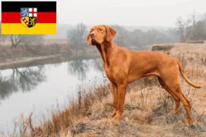 Read more about the article Magyar Vizsla breeders and puppies in Saarland