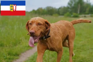 Read more about the article Magyar Vizsla breeders and puppies in Schleswig-Holstein