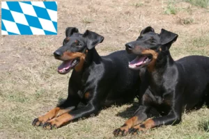 Read more about the article Manchester Terrier breeders and puppies in Bavaria