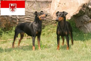 Read more about the article Manchester Terrier breeders and puppies in Brandenburg