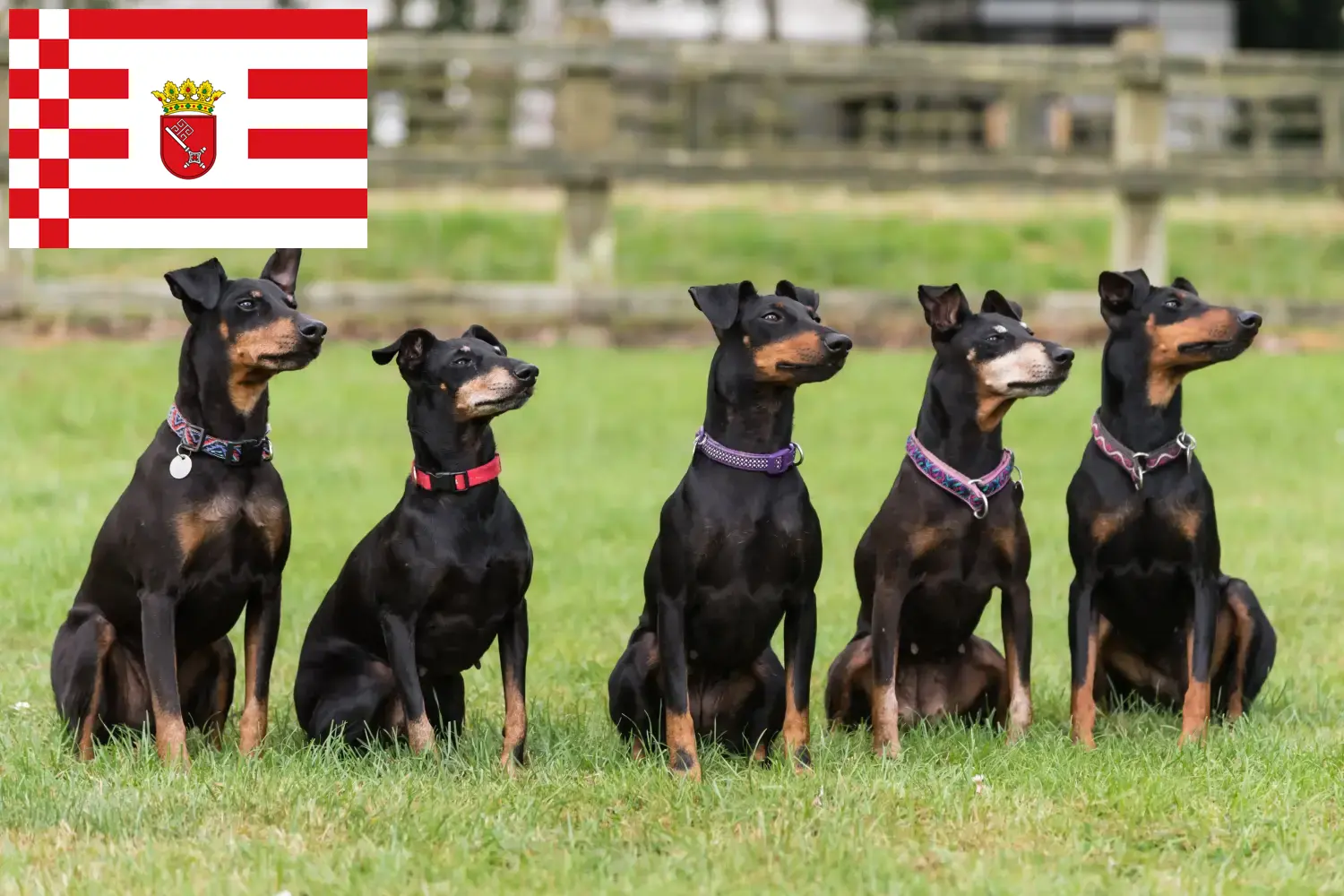 Read more about the article Manchester Terrier breeder and puppies in Bremen