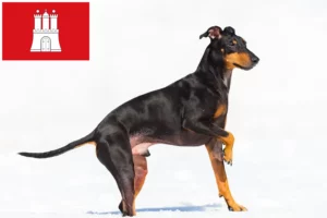 Read more about the article Manchester Terrier breeder and puppies in Hamburg