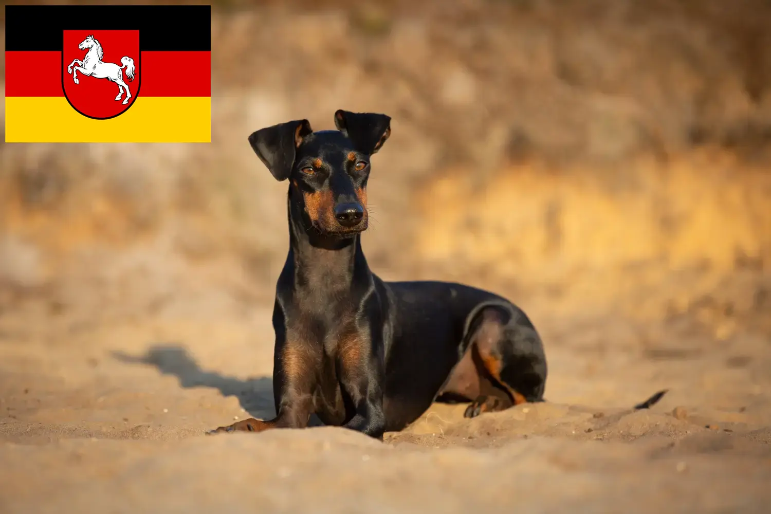 Read more about the article Manchester Terrier breeders and puppies in Lower Saxony