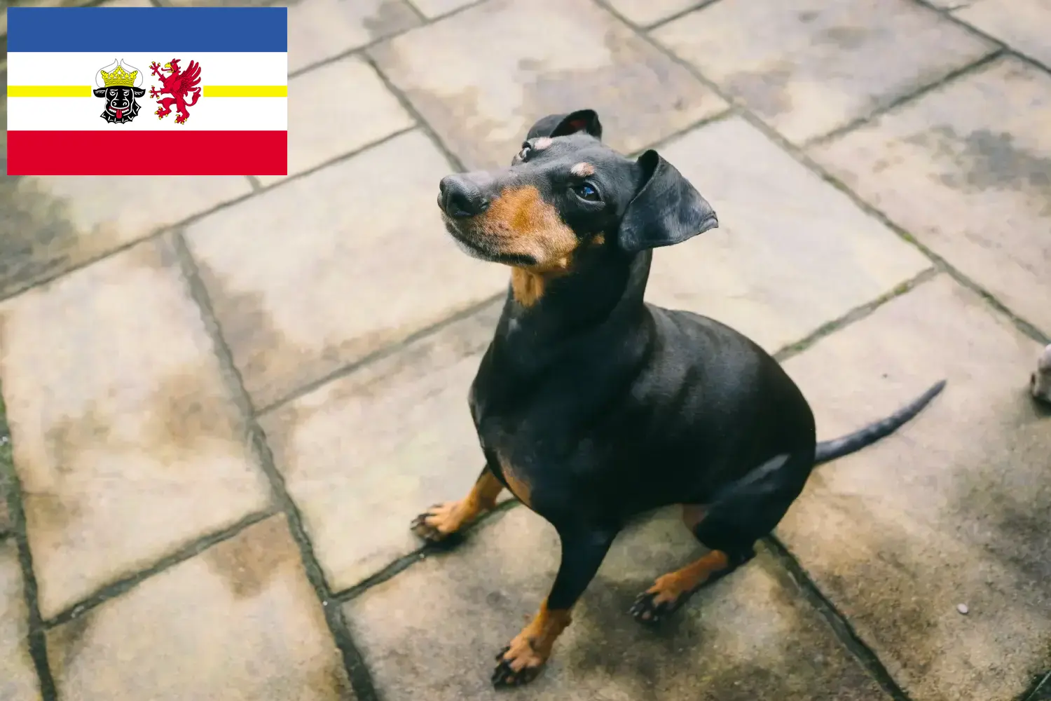 Read more about the article Manchester Terrier breeders and puppies in Mecklenburg-Vorpommern