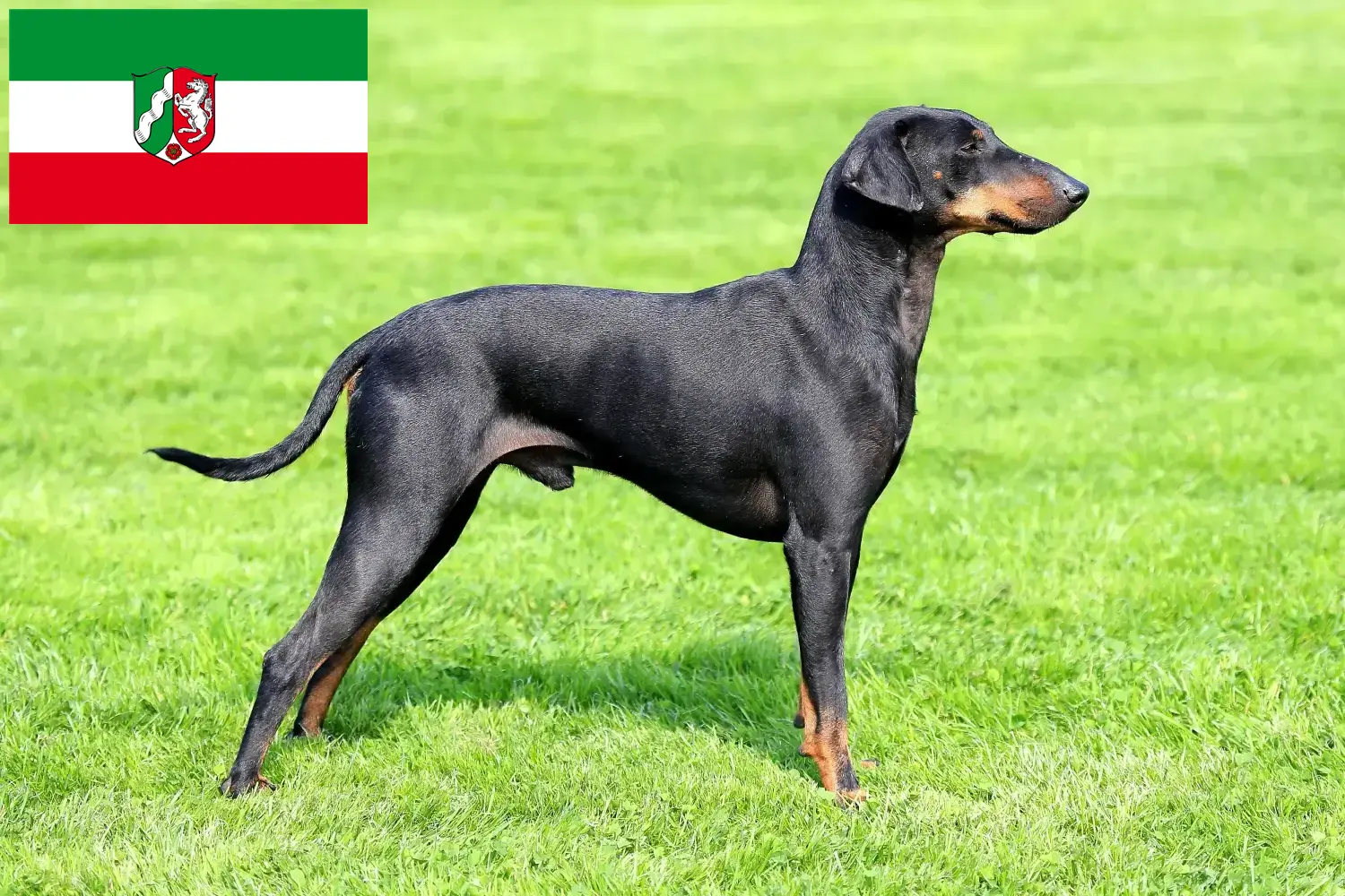 Read more about the article Manchester Terrier breeders and puppies in North Rhine-Westphalia