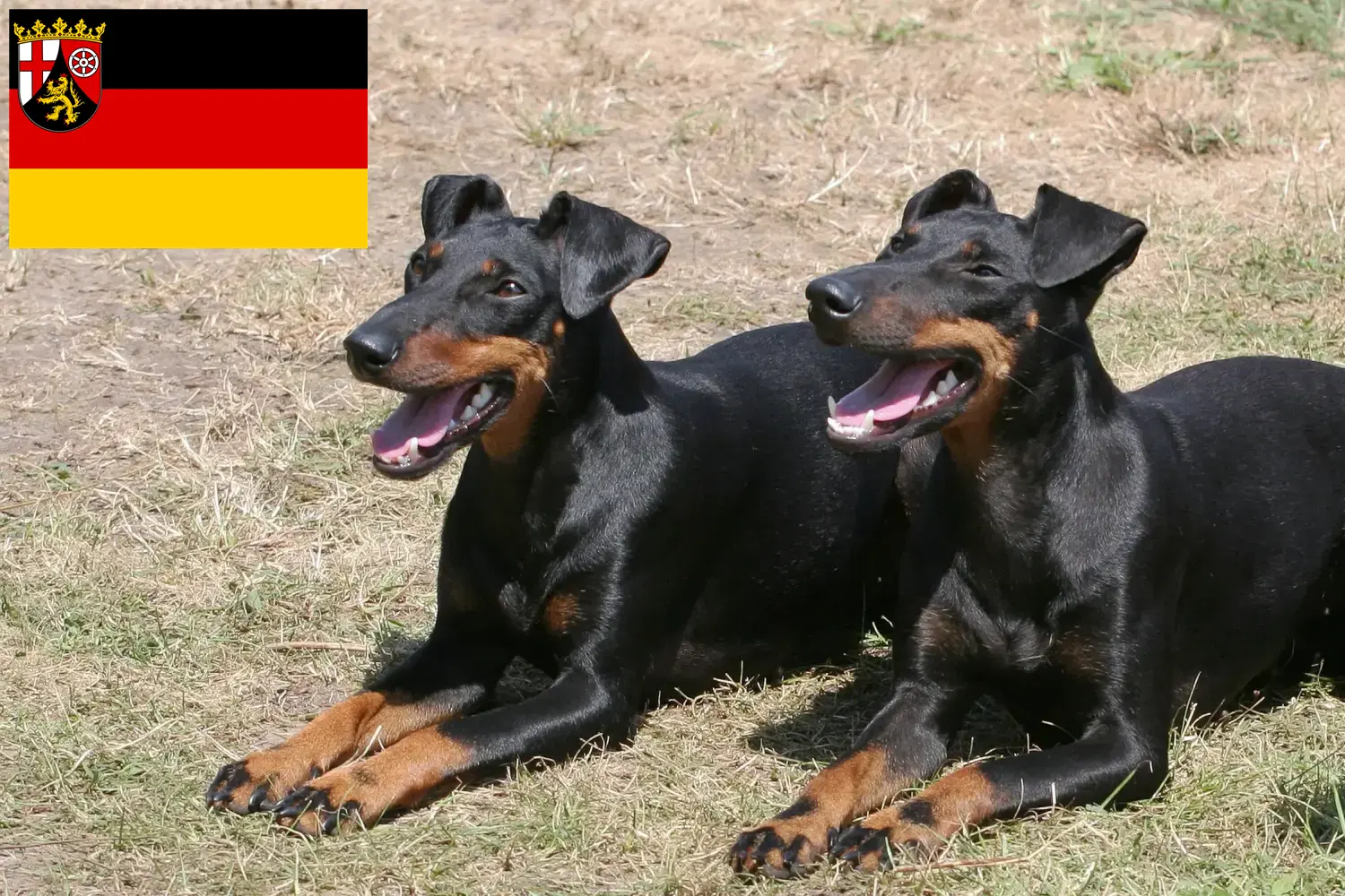 Read more about the article Manchester Terrier breeders and puppies in Rhineland-Palatinate