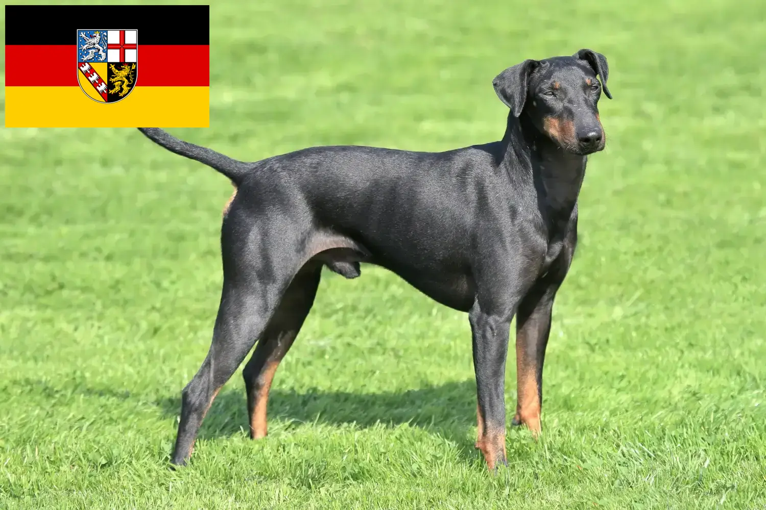 Read more about the article Manchester Terrier breeders and puppies in Saarland
