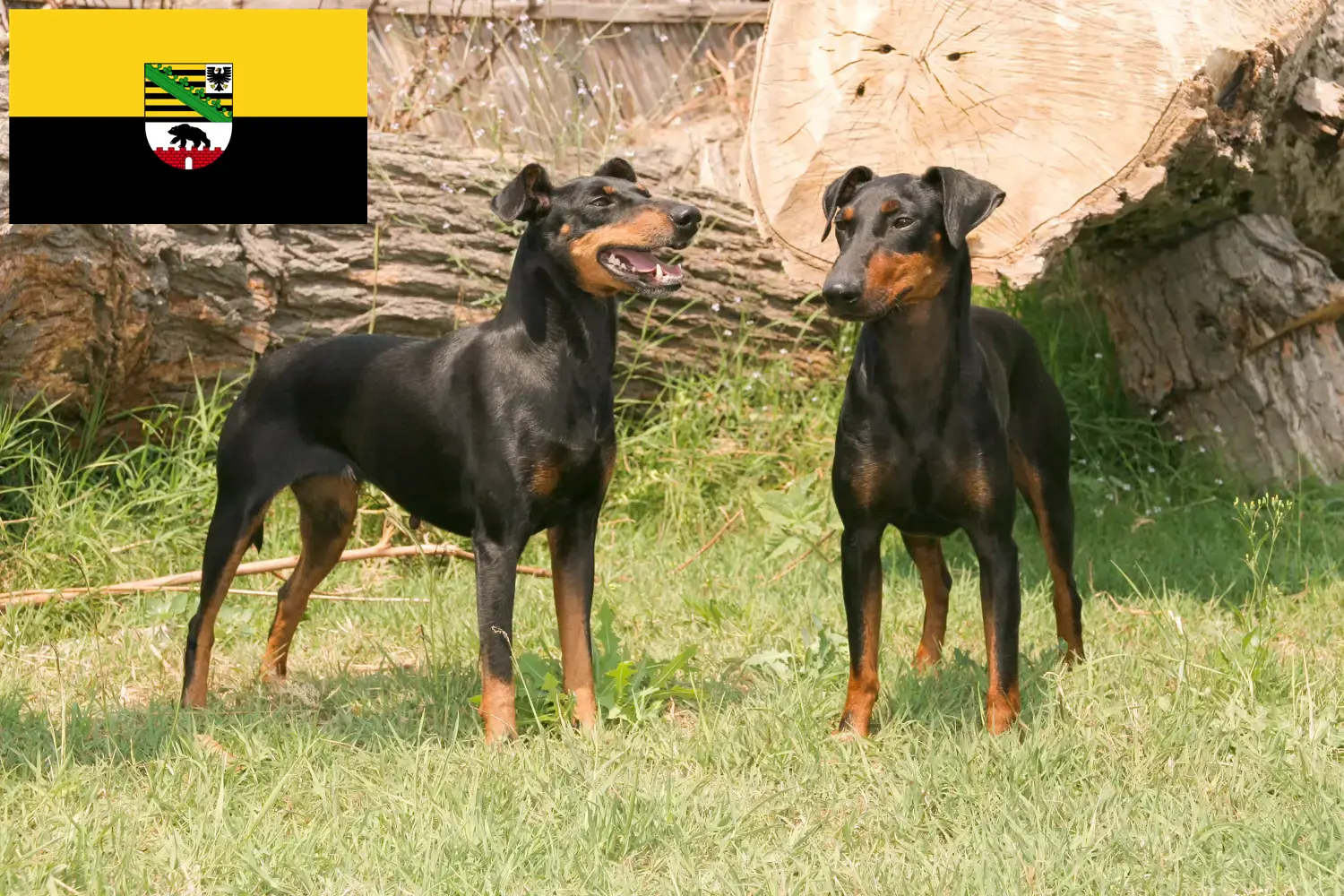 Read more about the article Manchester Terrier breeders and puppies in Saxony-Anhalt