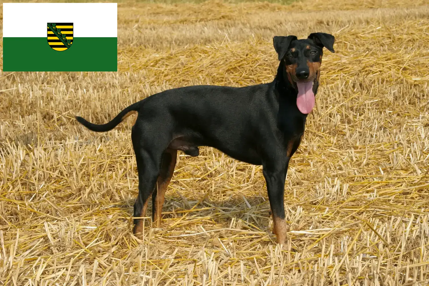 Read more about the article Manchester Terrier breeders and puppies in Saxony