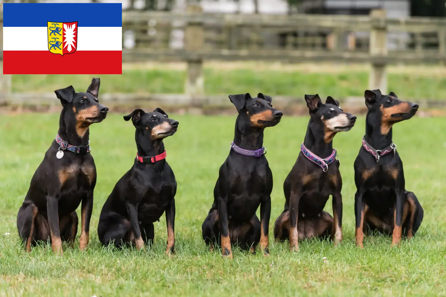 Read more about the article Manchester Terrier breeders and puppies in Schleswig-Holstein