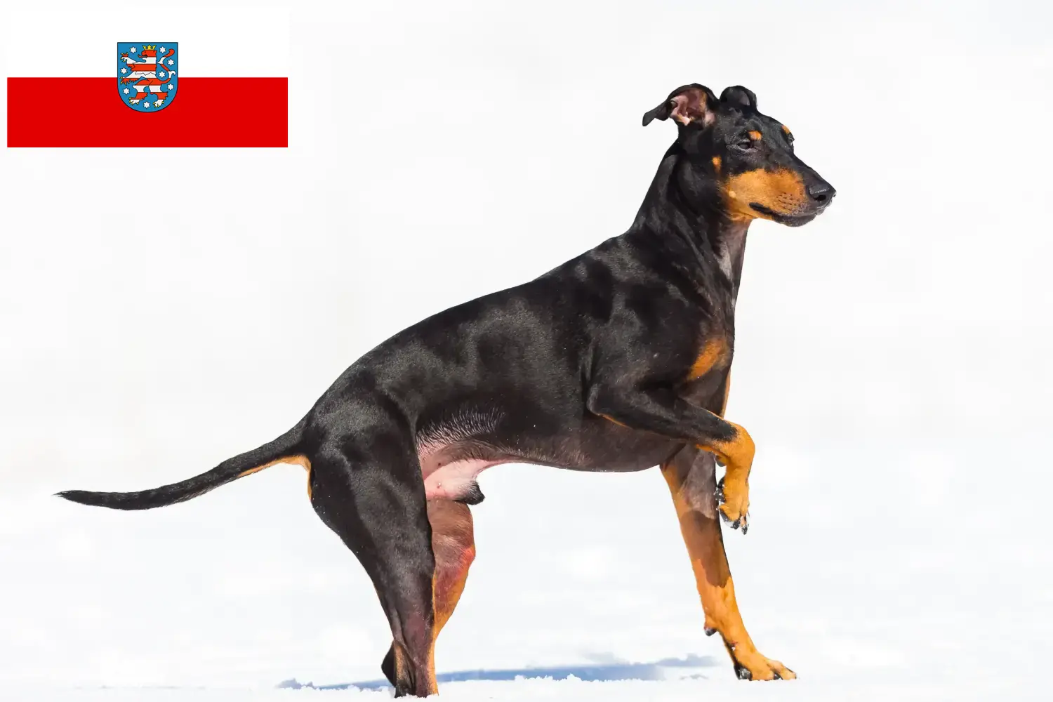 Read more about the article Manchester Terrier breeders and puppies in Thuringia