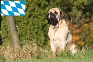 Read more about the article Mastiff breeders and puppies in Bavaria