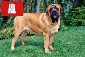 Read more about the article Mastiff breeders and puppies in Hamburg