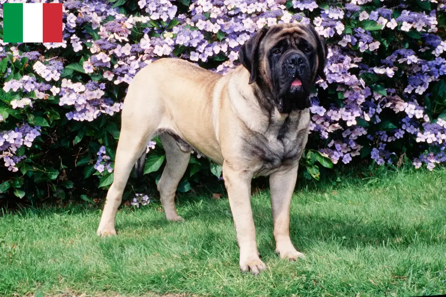 Read more about the article Mastiff breeders and puppies in Italy