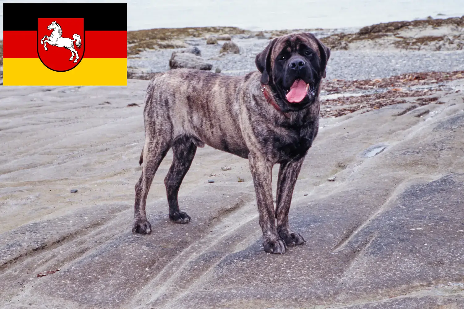 Read more about the article Mastiff breeders and puppies in Lower Saxony
