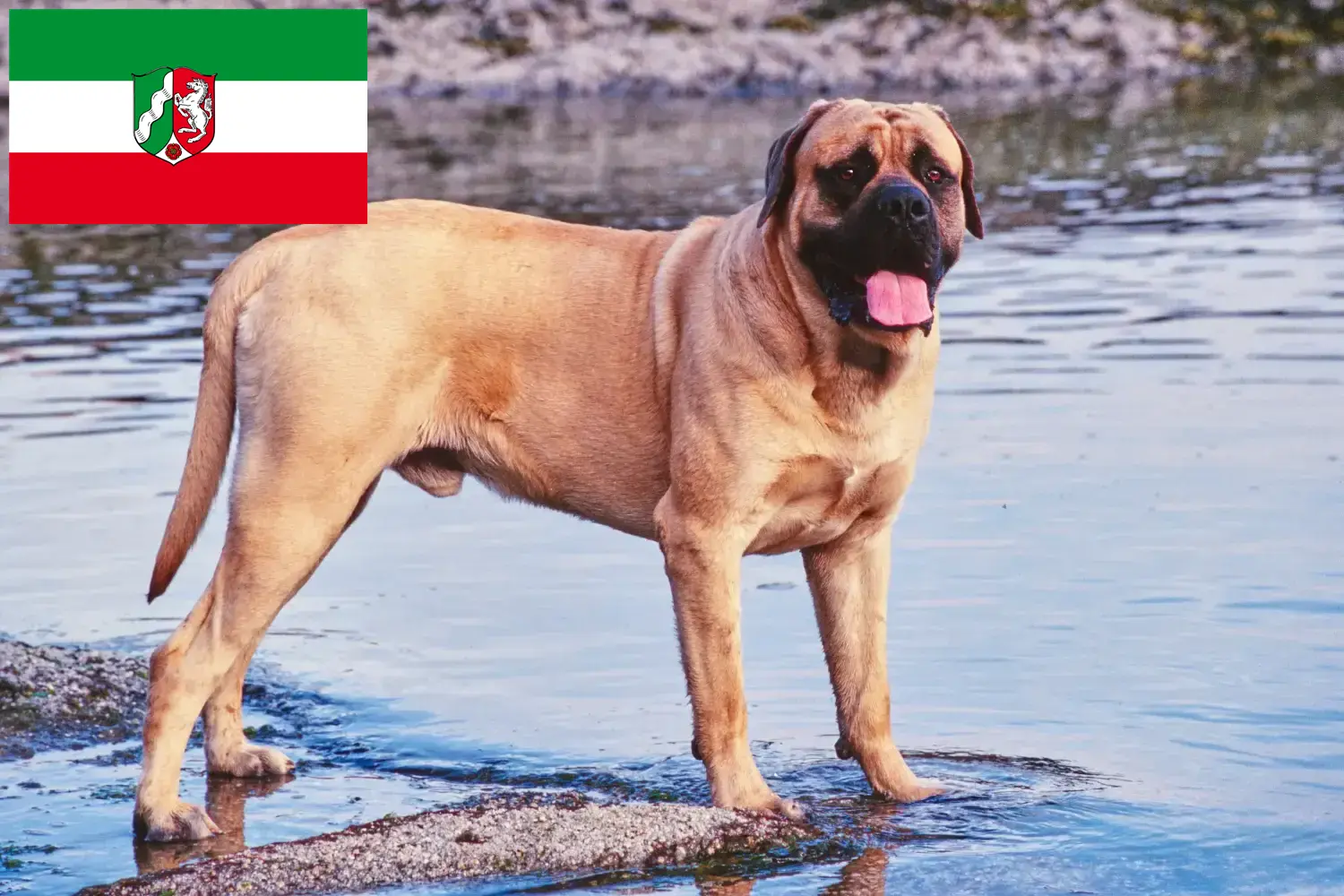 Read more about the article Mastiff breeders and puppies in North Rhine-Westphalia
