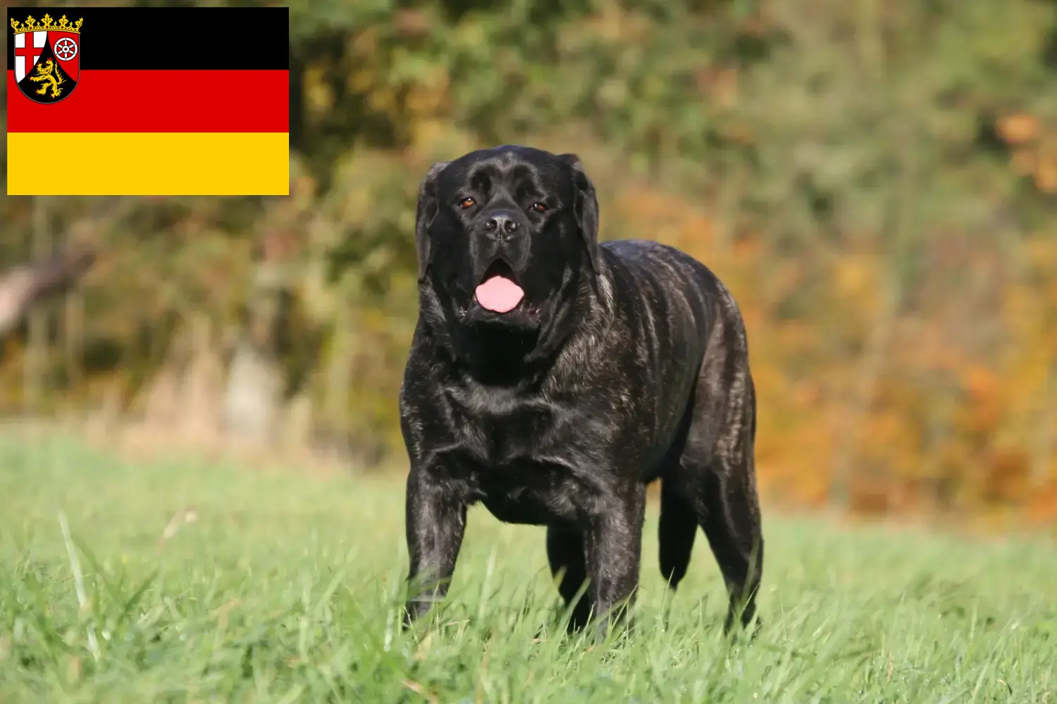Read more about the article Mastiff breeders and puppies in Rhineland-Palatinate