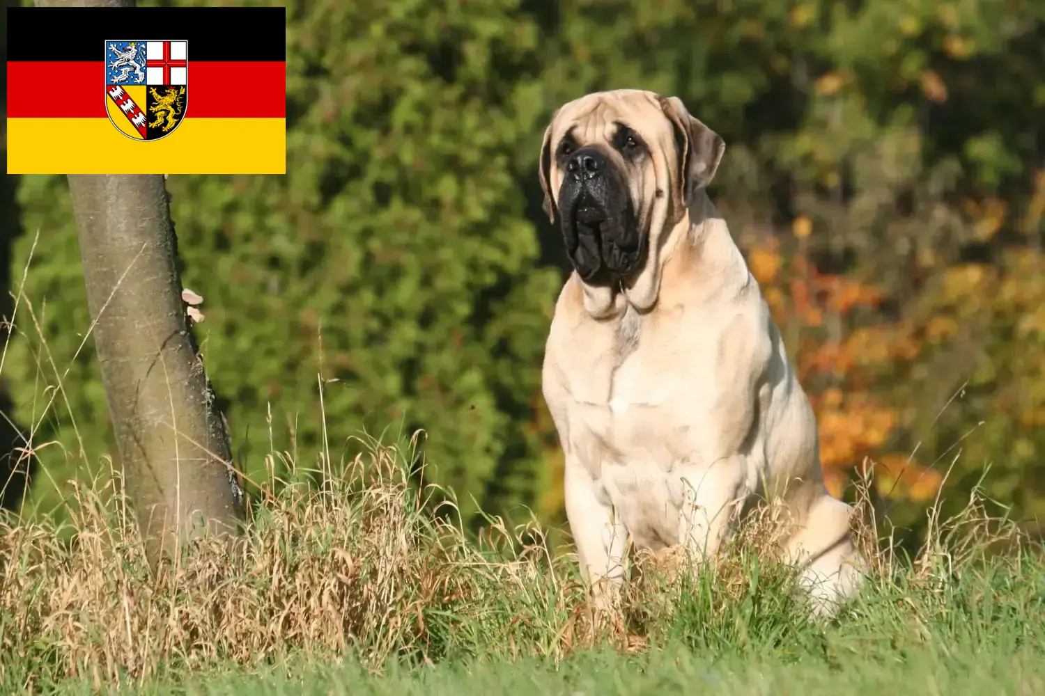 Read more about the article Mastiff breeders and puppies in Saarland