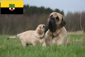 Read more about the article Mastiff breeders and puppies in Saxony-Anhalt