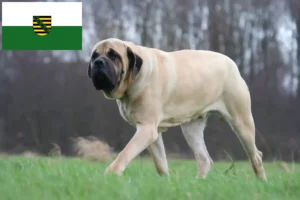 Read more about the article Mastiff breeders and puppies in Saxony