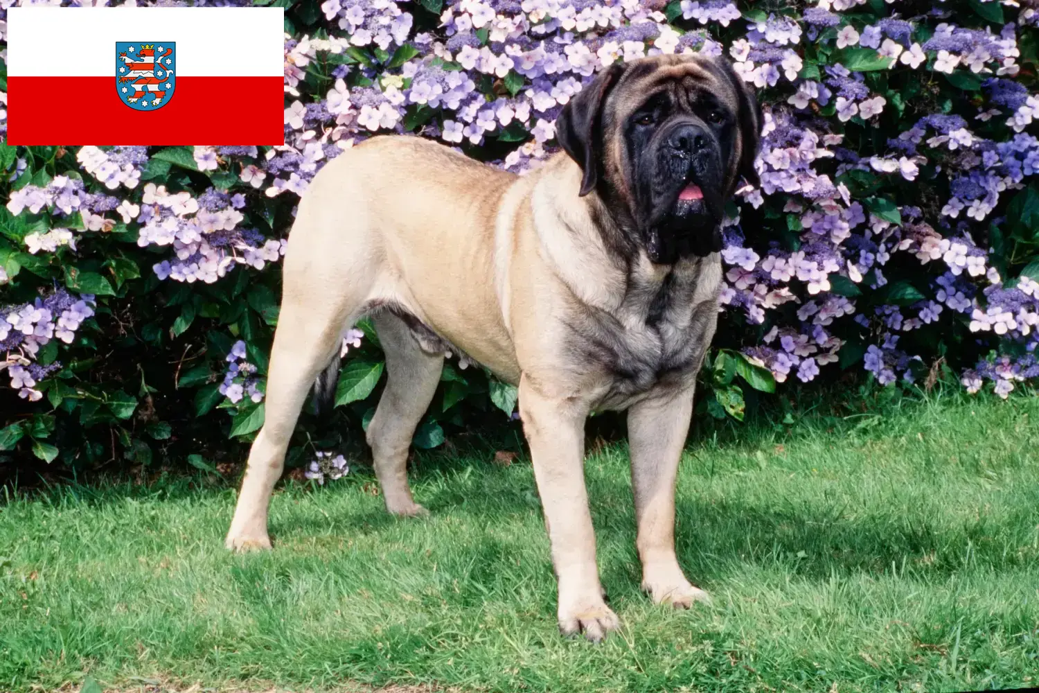 Read more about the article Mastiff breeders and puppies in Thuringia