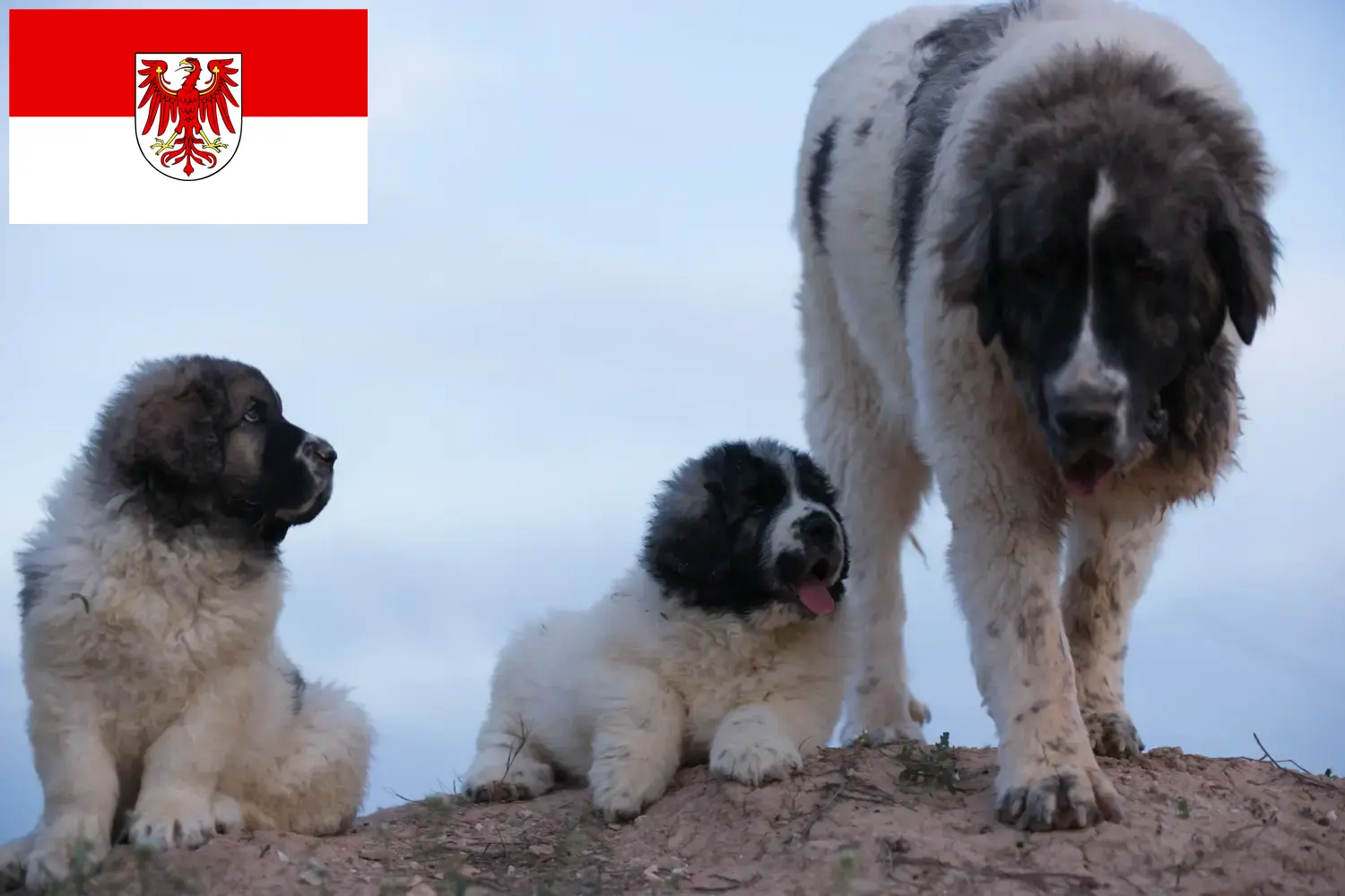 Read more about the article Mastín del Pirineo breeders and puppies in Brandenburg