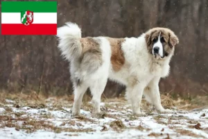 Read more about the article Mastín del Pirineo breeders and puppies in North Rhine-Westphalia