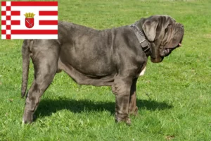 Read more about the article Mastino Napoletano breeders and puppies in Bremen