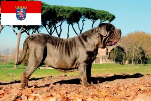 Read more about the article Mastino Napoletano breeders and puppies in Hessen