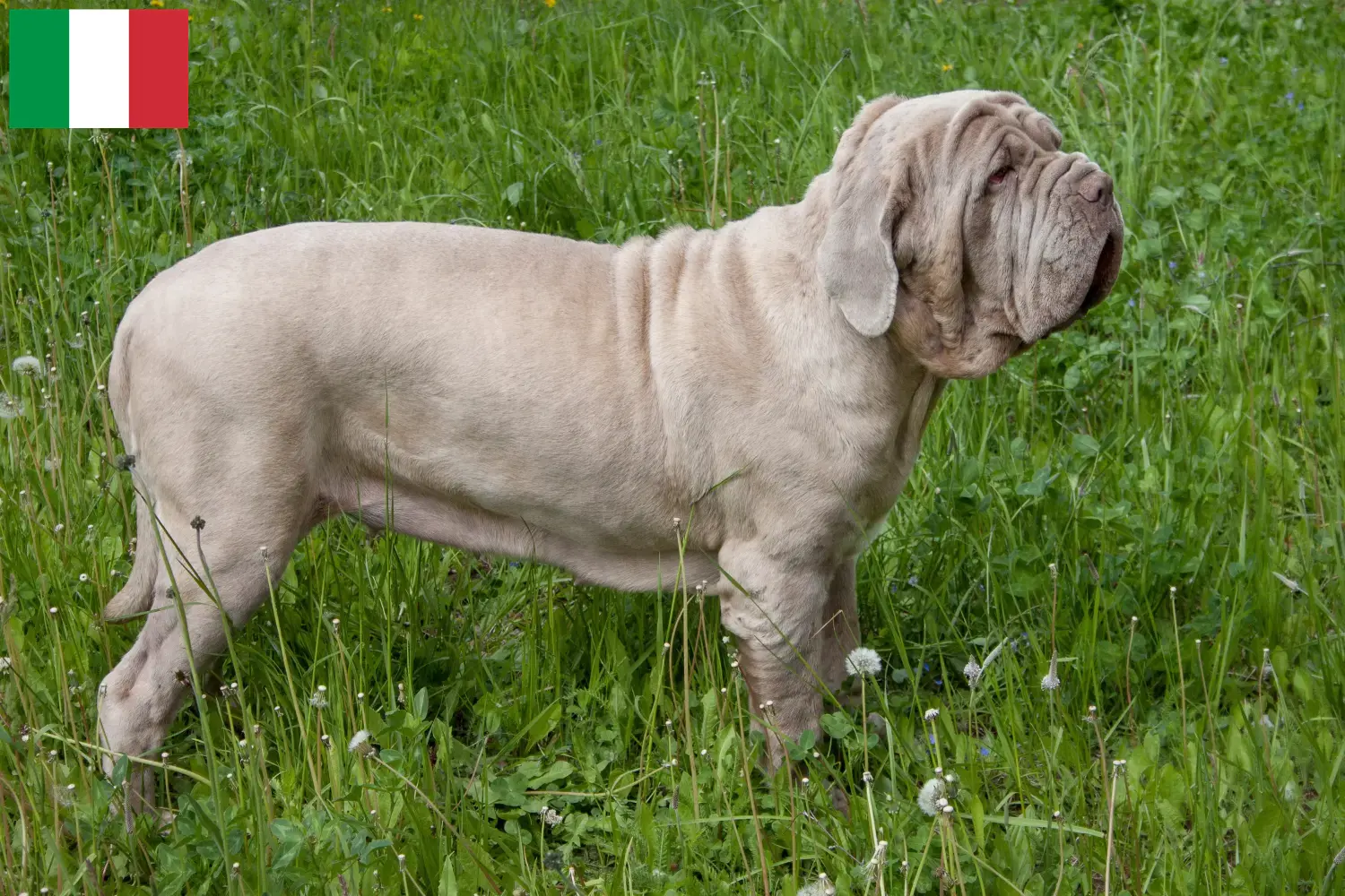 Read more about the article Mastino Napoletano breeders and puppies in Italy