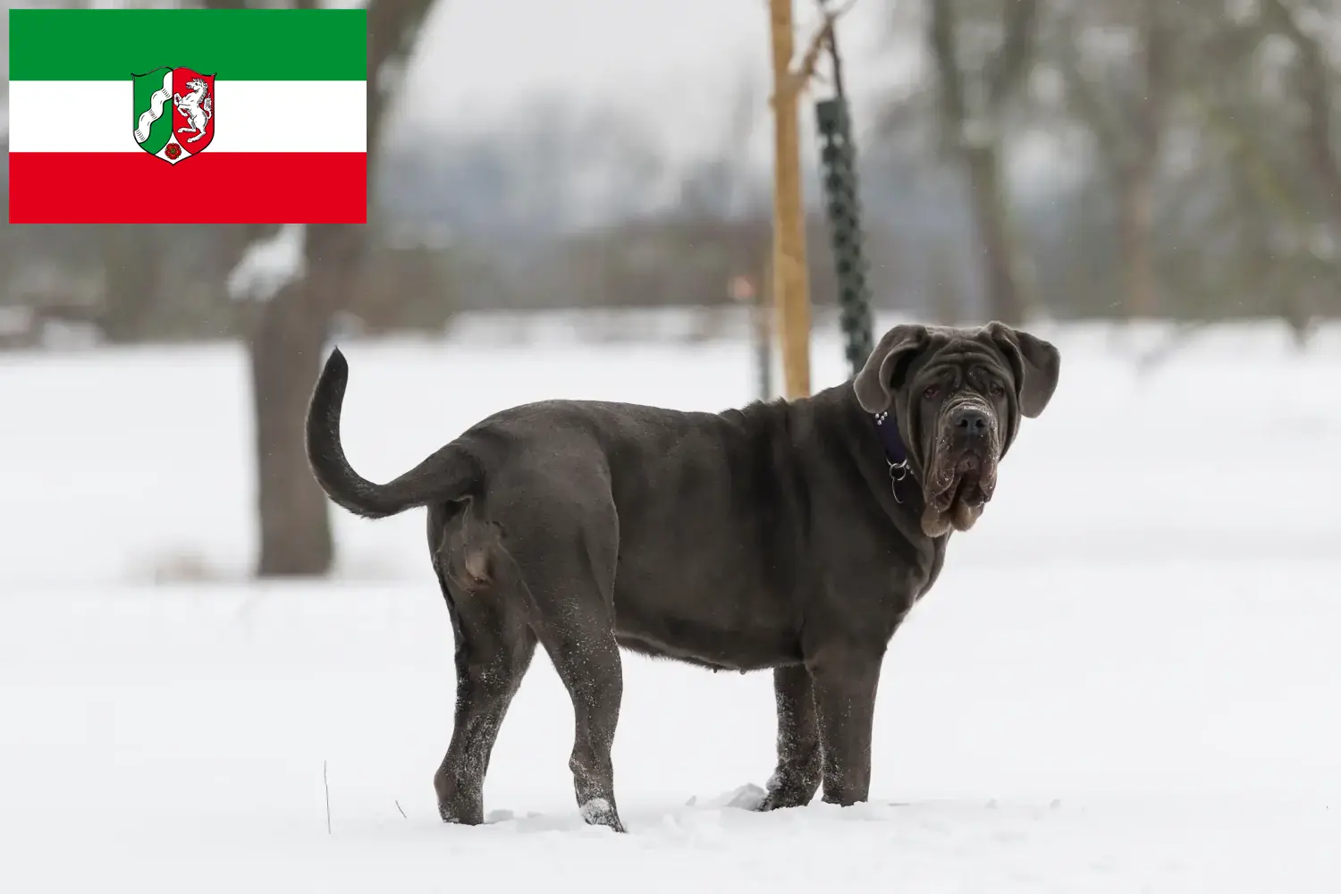 Read more about the article Mastino Napoletano breeders and puppies in North Rhine-Westphalia