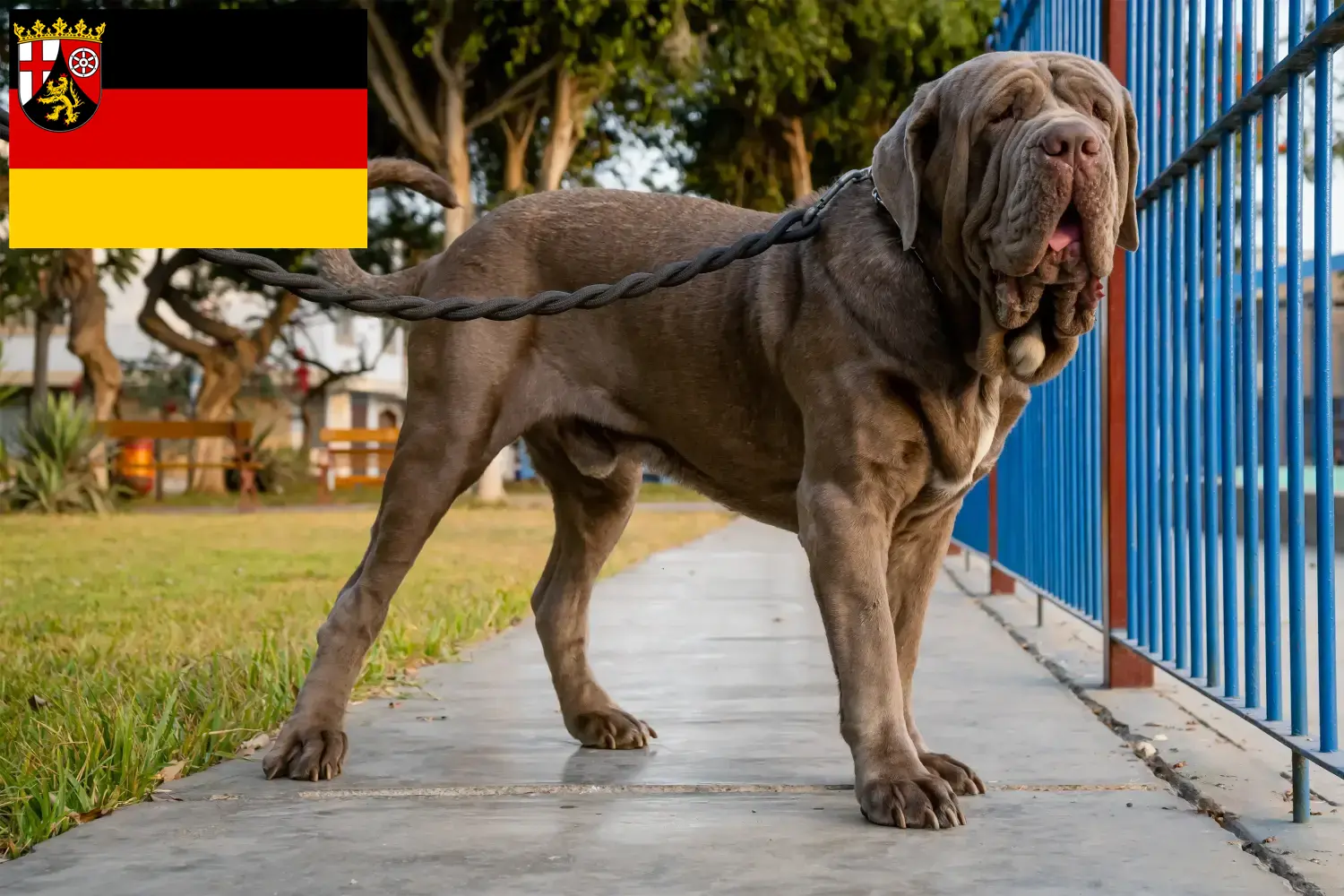 Read more about the article Mastino Napoletano breeders and puppies in Rhineland-Palatinate