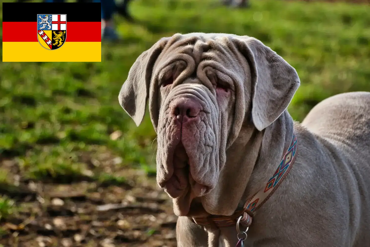 Read more about the article Mastino Napoletano breeders and puppies in Saarland