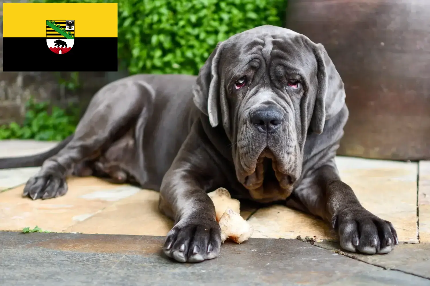 Read more about the article Mastino Napoletano breeders and puppies in Saxony-Anhalt