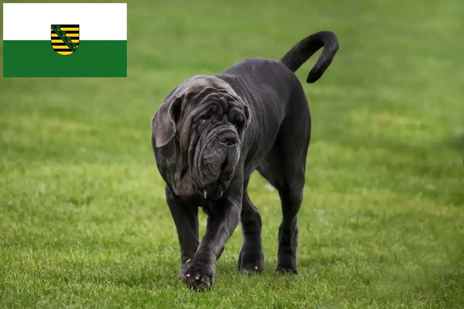 Read more about the article Mastino Napoletano breeders and puppies in Saxony