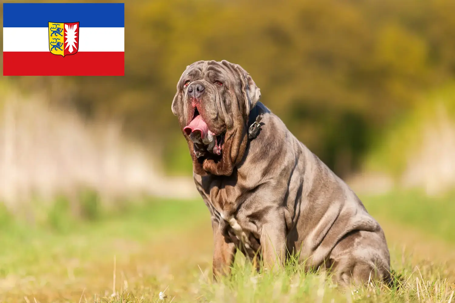 Read more about the article Mastino Napoletano breeders and puppies in Schleswig-Holstein