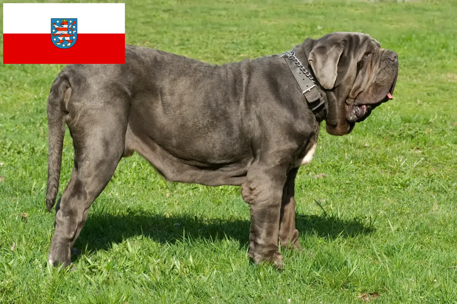 Read more about the article Mastino Napoletano breeders and puppies in Thuringia