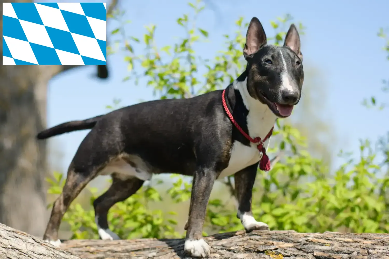 Read more about the article Miniature Bull Terrier breeders and puppies in Bavaria