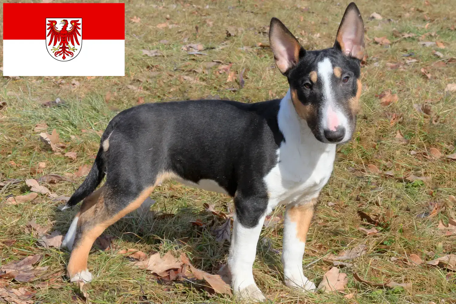 Read more about the article Miniature Bull Terrier breeders and puppies in Brandenburg