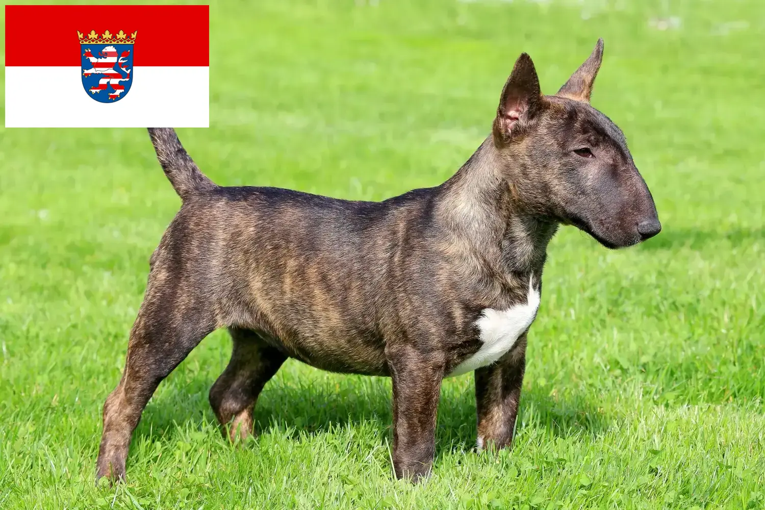 Read more about the article Miniature Bull Terrier breeders and puppies in Hessen