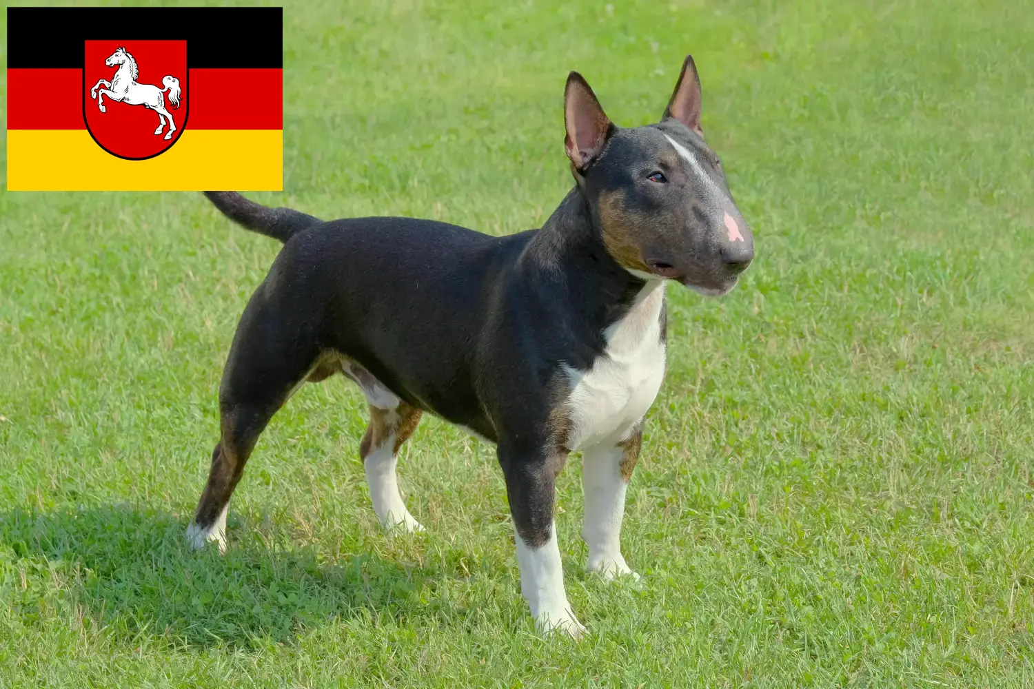 Read more about the article Miniature Bull Terrier breeders and puppies in Lower Saxony